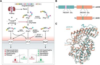 Small molecule angiotensin converting enzyme inhibitors: A medicinal chemistry perspective